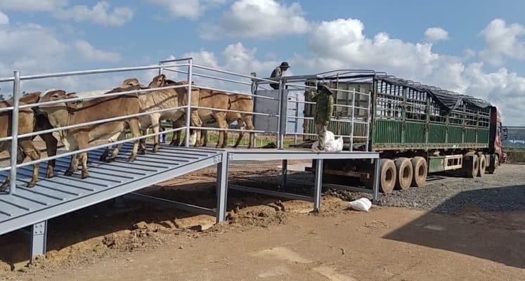 vận chuyển gia súc đi khỏi địa bàn cấp huyện trong phạm vi tỉnh