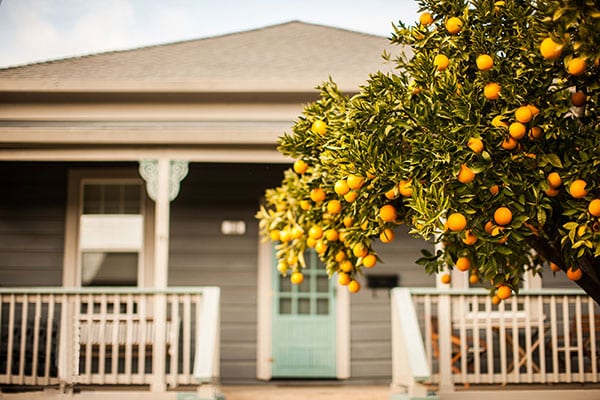 Cây cam trồng trước nhà