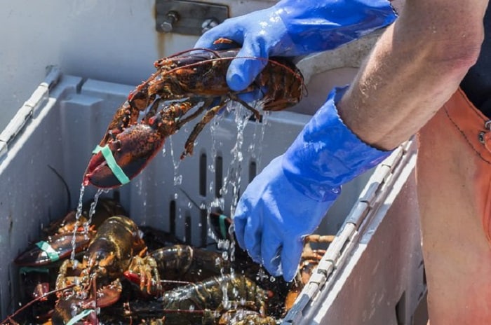 Vận chuyển hải sản tươi sống thường gặp vấn đề gì?